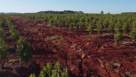 Impresionante-Vista-Aérea-De-Las-Plantaciones-De-Yerba-Mate,-Bebida-Tradicional-De-Argentina