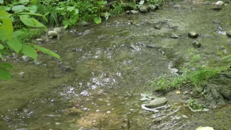 Wasser-Fließt-Sanft-Einen-Von-Felsen-übersäten-Bach-In-Einem-Waldgebiet-Hinunter