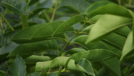 hojas de árbol con fondo borroso profundidad de campo, meditación en movimiento lento y tranquilo fondo verde esmeralda