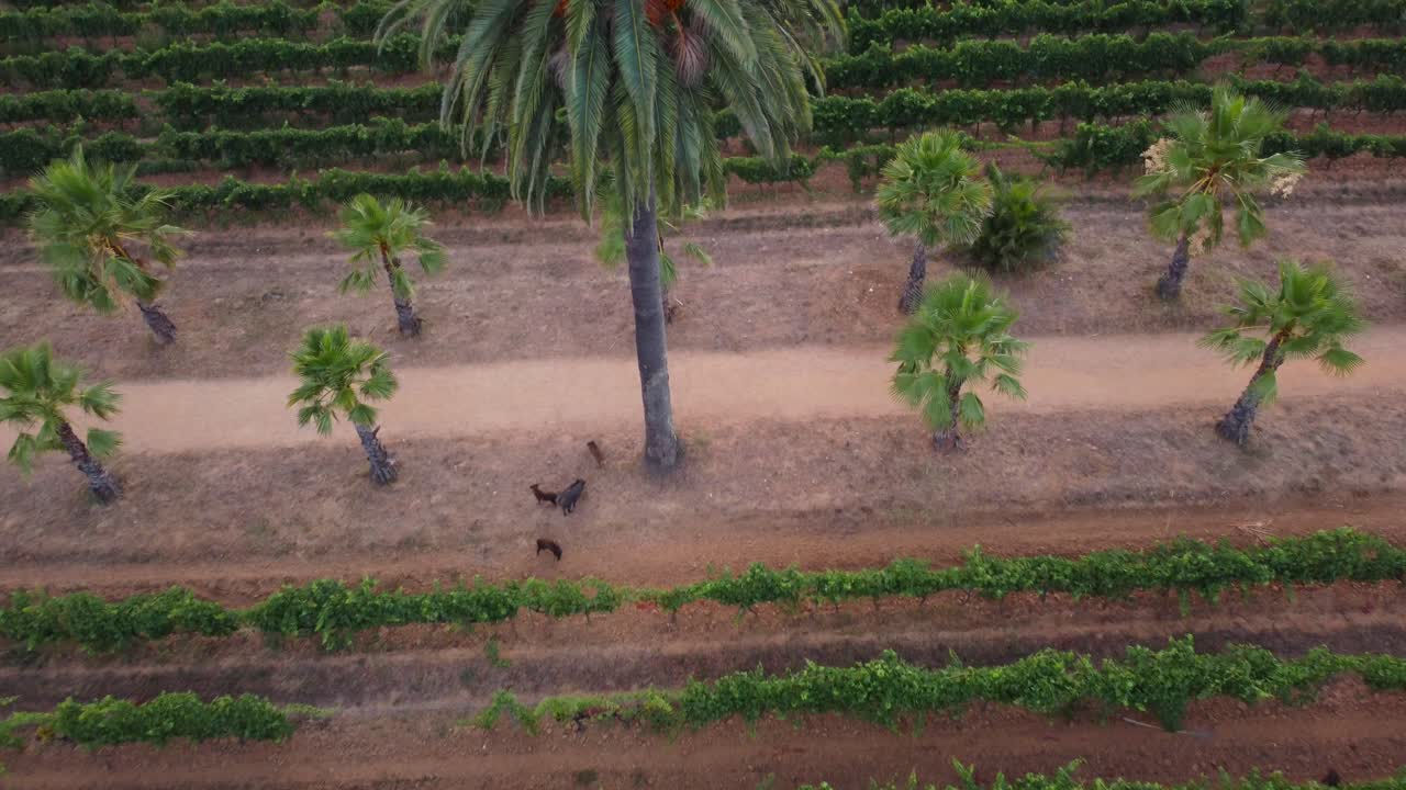 어떤 동물 들 에게 먹이 를 주는 사람, 배경 에 초록색 작물 의 줄 이 있다