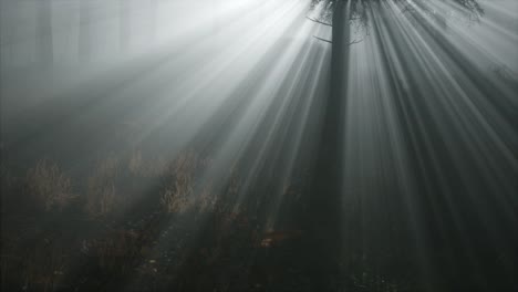 misty spring morning in pine tree forest