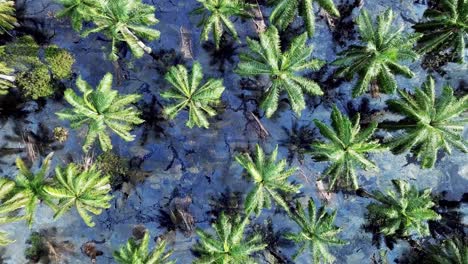 aerial descending look down oil palm tree flooded