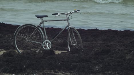 gray bicycle parked at the coast of the baltic sea, dead seaweed thrown up in quantity by the waves on a white sand beach, environmental pollution, overcast autumn day, medium shot