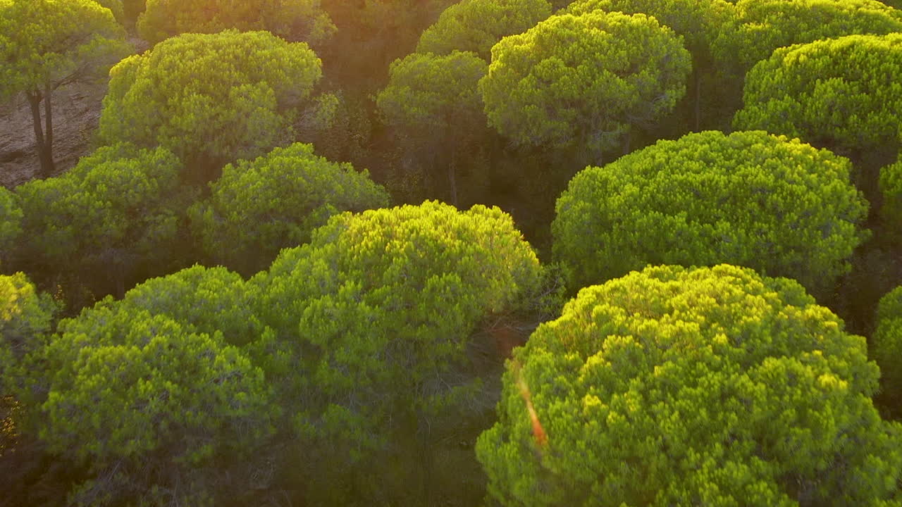 vuelo bajo de drones sobre las copas de los árboles - bosque de pinos parasol