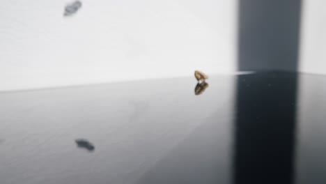 static slow-mo shot of falling walnuts on a reflective surface