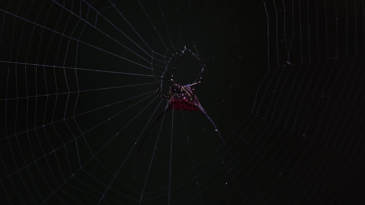 숲의 어 속 깊은 곳에서 볼 수 있듯이 바람과 함께 움직이는 구부러진 니 거미 macracantha arcuata, 태국