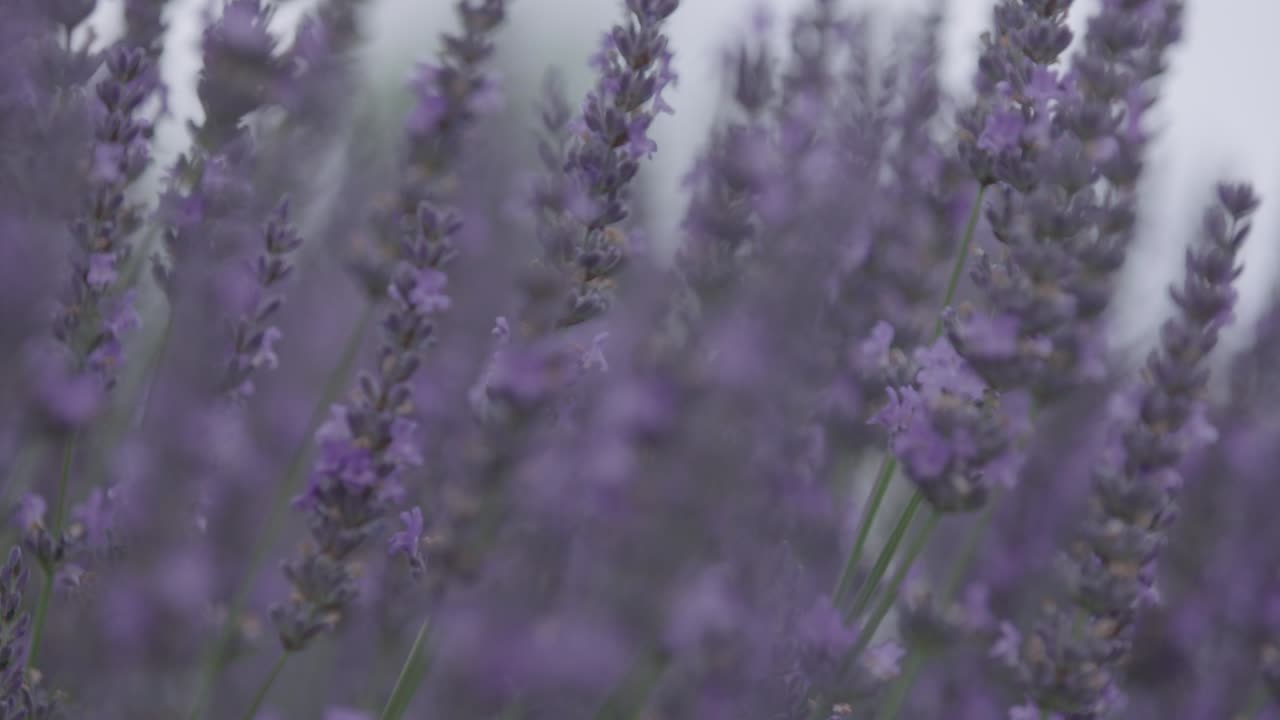 라벤더를 닫고 벌이 날아다니고 있다