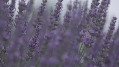 close up of lavender and bee is flying around