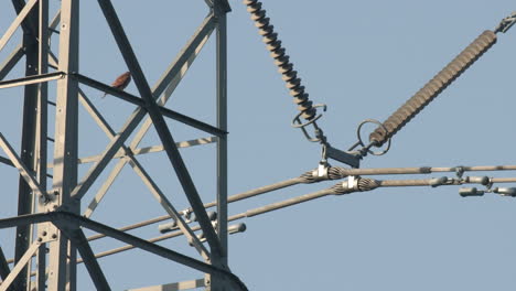 a common kestrel sitting in a electricity mast