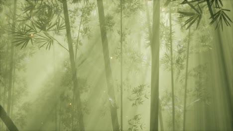 asian bamboo forest with morning fog weather