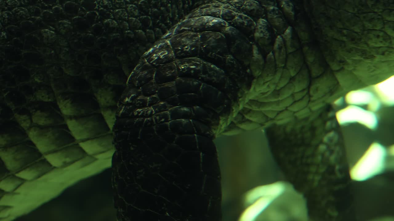 ⁇ 은 악어 신체 부분에서 더 가까운 시야와 오른쪽 트럭 카메라 움직임