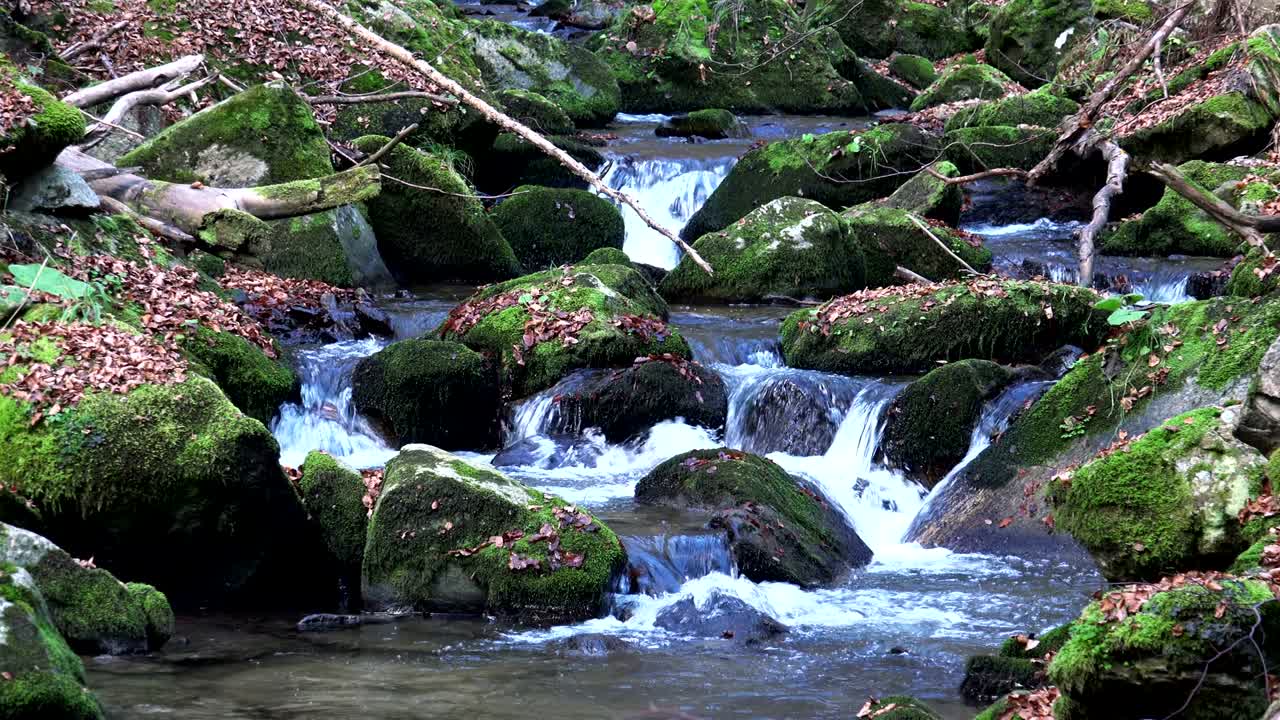 agua de manantial en el bosque, fondo de bucle de la naturaleza con sonido incluido