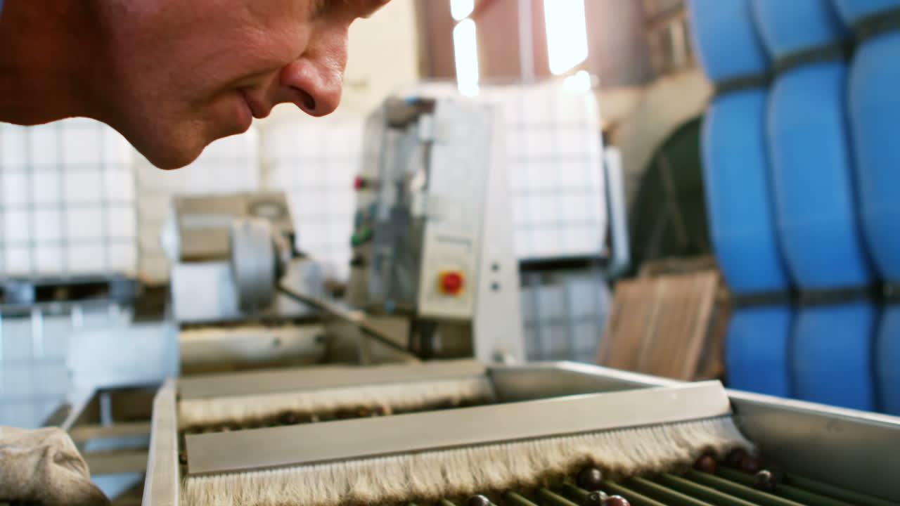 olive fresche trasportate su nastro trasportatore