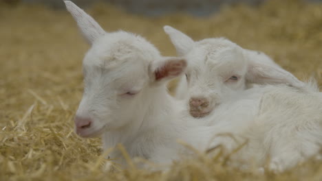 a pair of sleepy baby goats lying down in hay