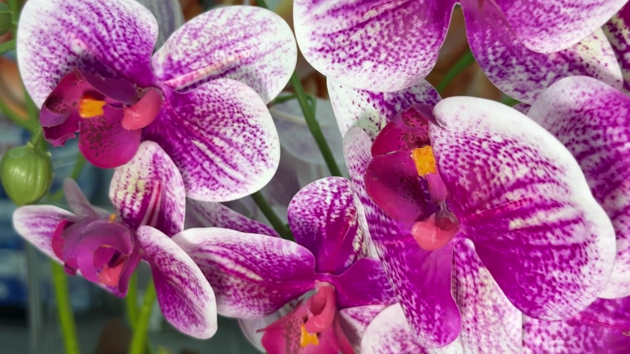 Panoramica ravvicinata di vivaci orchidee artificiali viola e bianche