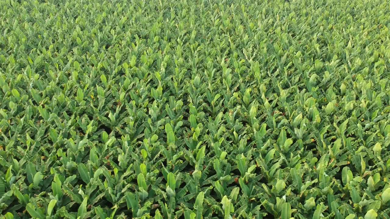 Bananplantage i Indien | Frukt | Odling | Bananträd
