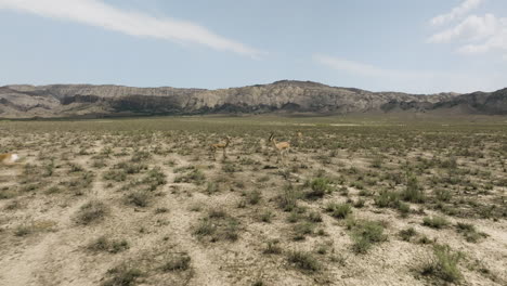 Goitered-gazelle-antelope-herd-trotting-in-arid-steppe,-Vashlovani