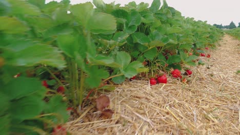 Estera-De-Paja-De-Campo-De-Fresas