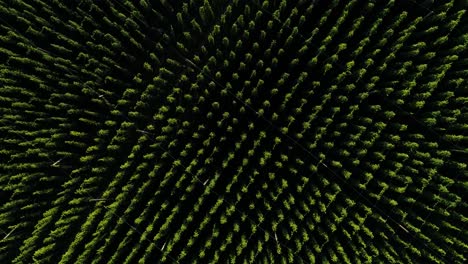 Drone-movie-shot,-drone-flight-over-hops,-hop-field,-camera-overview,-camera-shows-juicy-green-hop-field,-hops-look-like-geometric-patterns,-mesmerizing-pattern