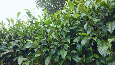 Close up footage of a green tea leaves growing on a bush on a plantation in summer