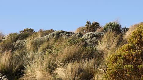 wind blowing through coastal vegetation