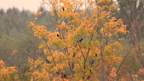 Starlings-birds-captured-on-an-autumn-tree