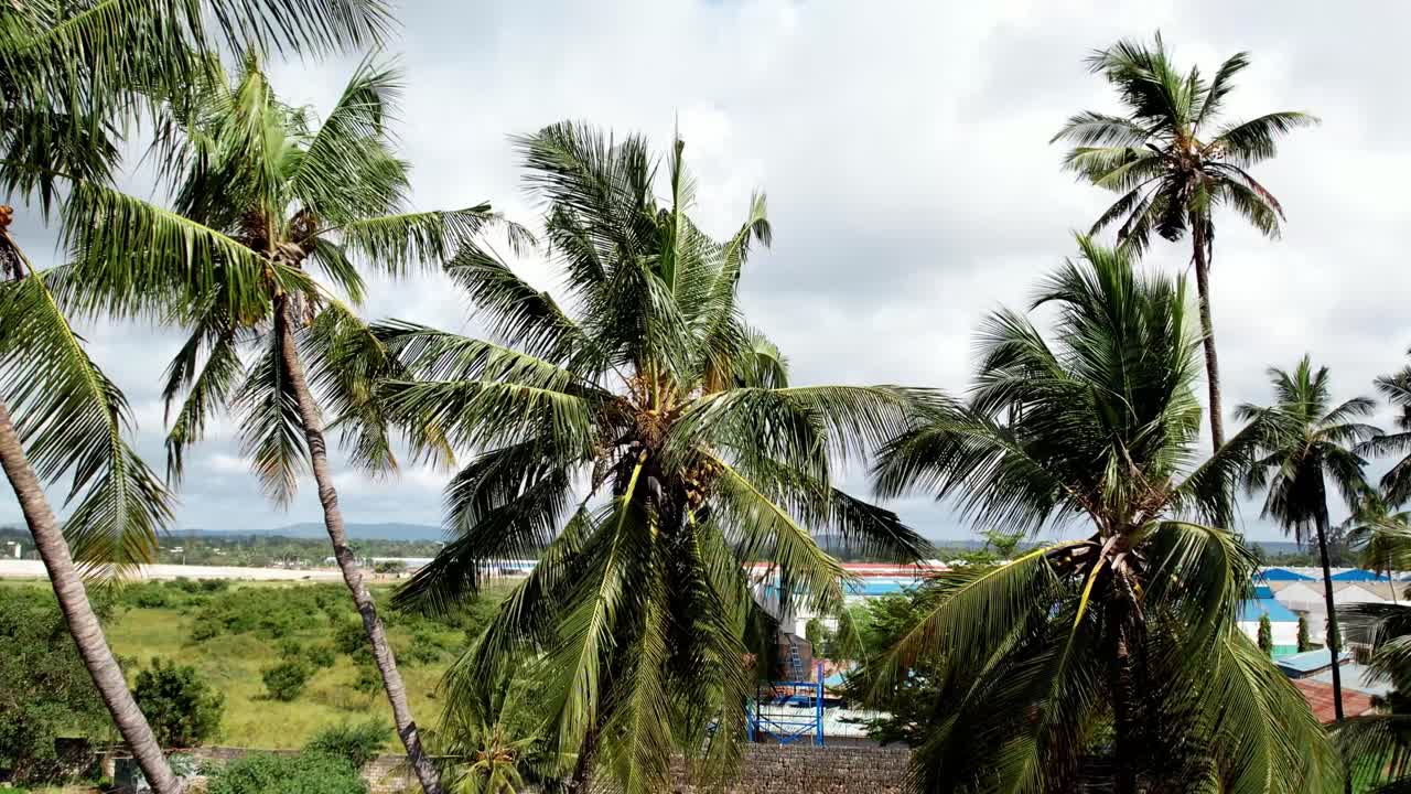 Drone flies to the crowns of coconut palm trees