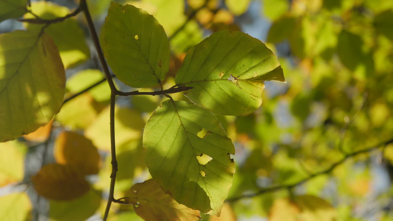 가을의 잎들이 조용한 바람에 천천히 움직인다.
