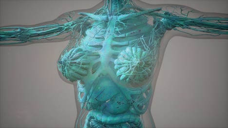 model-showing-anatomy-of-human-body-illustration