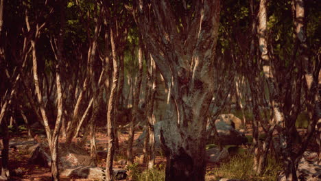 Boulders-in-green-grass-overgrown-with-green-moss