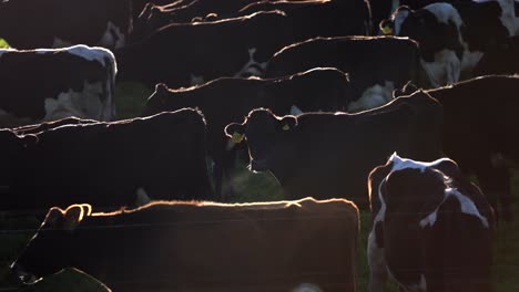 rebaño de vacas de pie en la ladera de la colina con la luz del sol de la mañana iluminada desde atrás