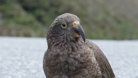 kea parrot in arthurs pass, new zealand - close up