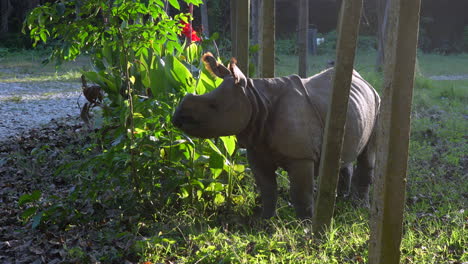 a baby rhino snacking on the leaves of a small bush in the land bordering the chitwan national park in nepal