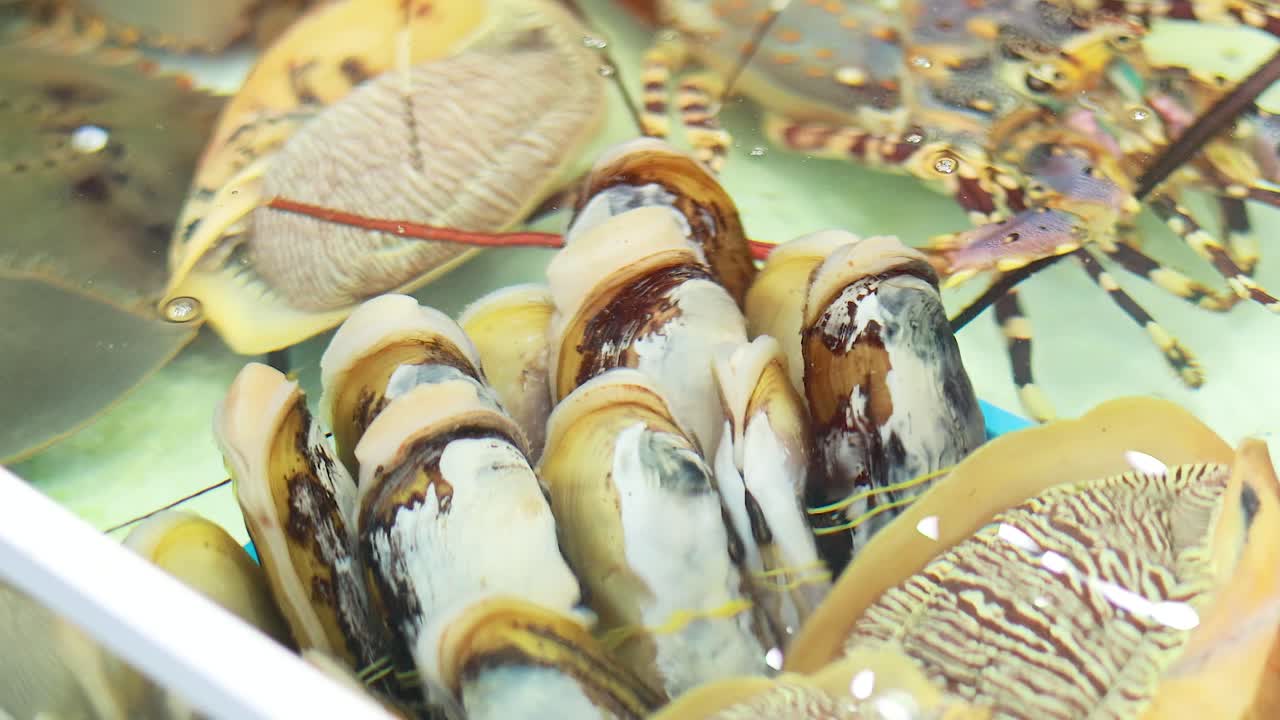 Fresh clams displayed at Phuket seafood market