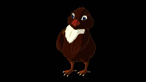 little black chicken stands and shakes off (alpha matte)