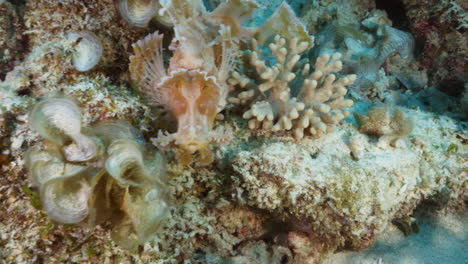 a beautiful pink rhinopias eschmeyeri jumps onto a volcanic rock and sits, gently swaying, in between the soft corals