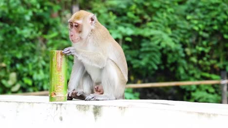 monkey examines and plays with a can