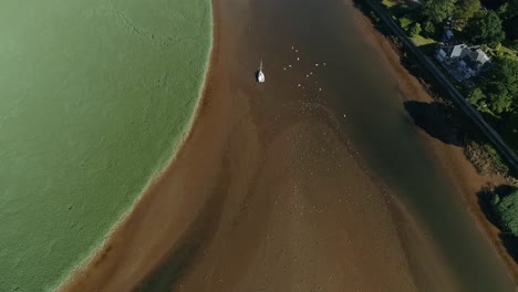 Top-down-of-a-flock-of-various-coastal-birds-in-mud-flats-or-sand-flats