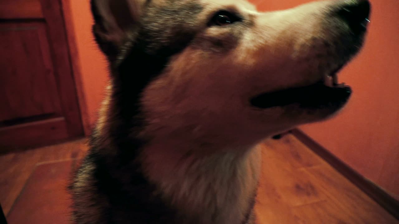 un gran perro juguetón y peludo, el malamute.