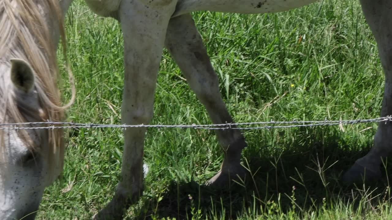 Un primo piano di un cavallo bianco che pascola dietro una recinzione di filo metallico in una giornata di sole.