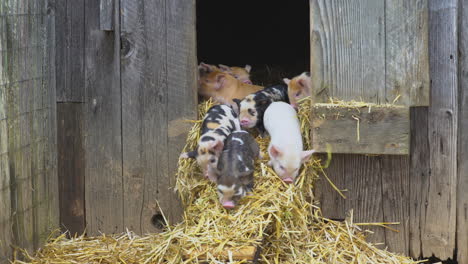 Unbeholfene-Babyschweine,-Die-Aus-Der-Scheune-Gehen