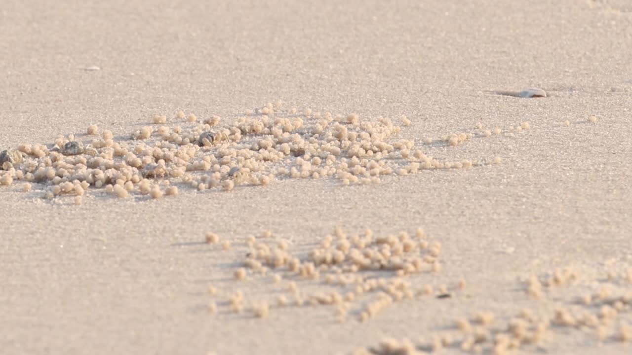 Vista dettagliata di piccole palline di sabbia create dai granchi sulla superficie piatta di una spiaggia sabbiosa