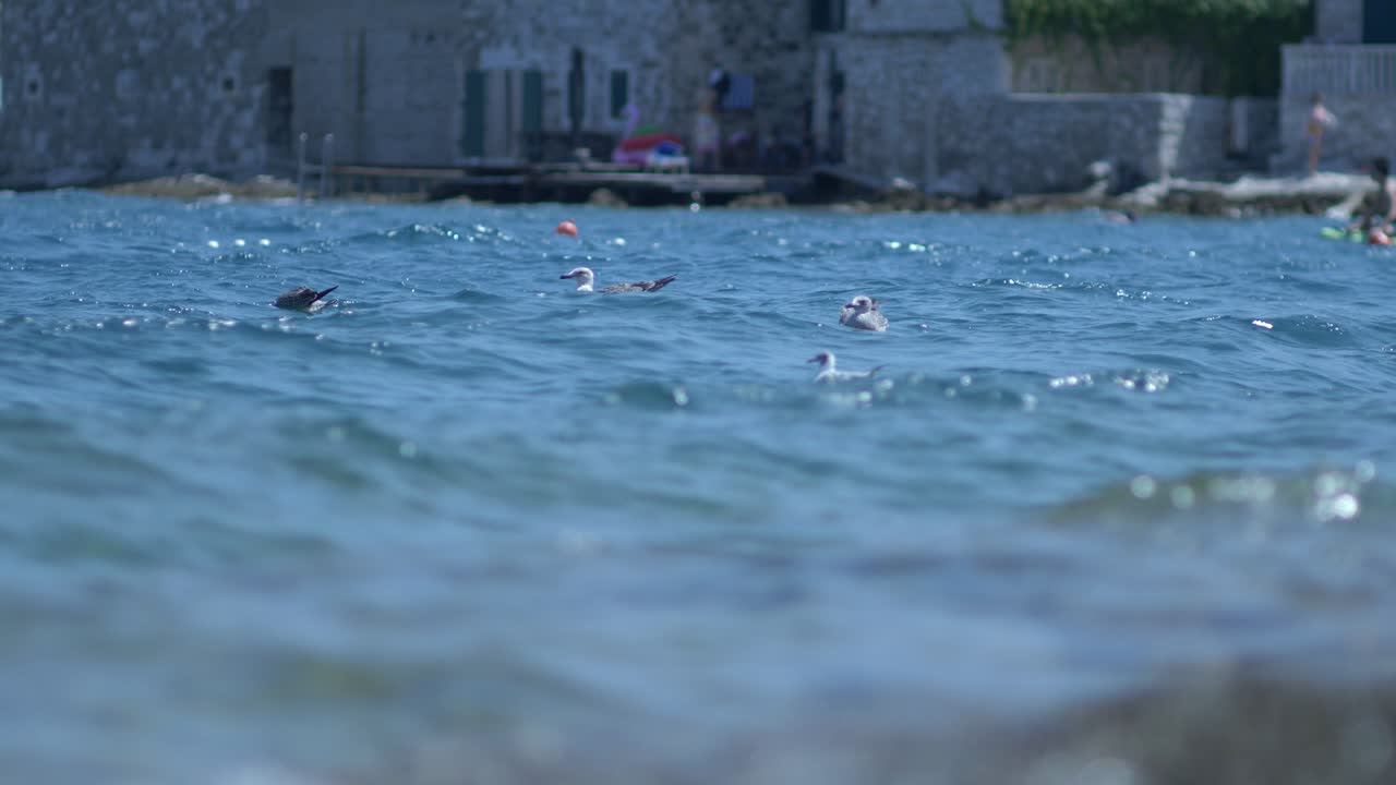 파도를 즐기는 갈매기와 화창한 날에 바람이 부는 물결 모양의 푸른 바다