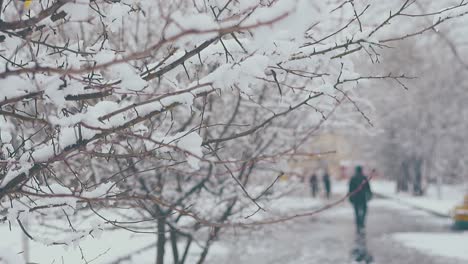 Gran-Parque-Con-árboles-Y-Una-Gruesa-Capa-De-Nieve-En-Las-Ramas