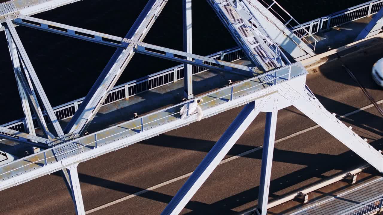 Dead white swan lies on cold iron bridge while cars move underneath in daylight