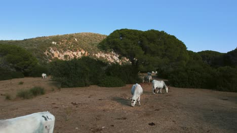 aerial drone footage of white cattle cows in the pine tree forest at the beach seaside coast at maremma national park in tuscany, italy with blue cloud sky and green umbrella shaped trees
