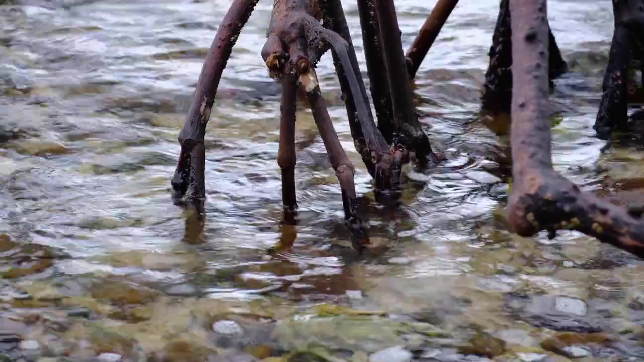 Primo piano di radici di mangrovie con la marea che sale e le onde dell'oceano sull'isola tropicale di Kadavu nelle Fiji, Pacifico meridionale