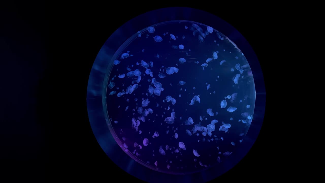 medusas en un tanque de agua de ventanas con ojos de bala