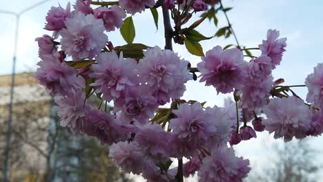beautiful spring flowers in the town park