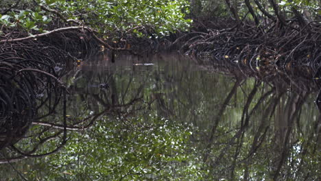 humid jungle mangrove pool with tree root thicket, zanzibar